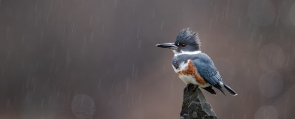 Bird in the rain.